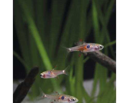 Trei rasbora țânțar într-un acvariu