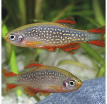 Doi pești ornamentali Danio margaritatus într-un acvariu.