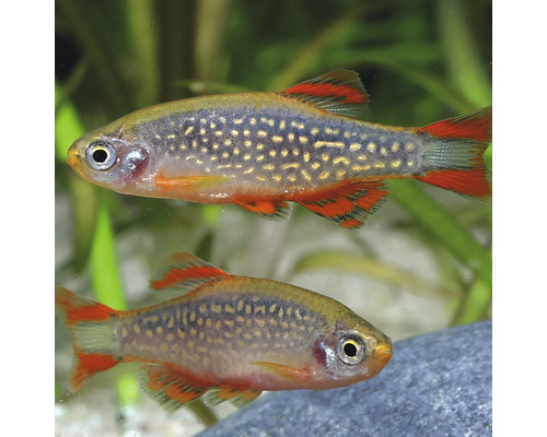 Doi pești ornamentali Danio margaritatus într-un acvariu.