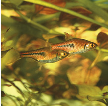 Doi pești rasbora pitici într-un acvariu