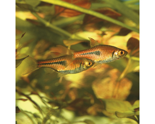 Doi pești rasbora pitici într-un acvariu