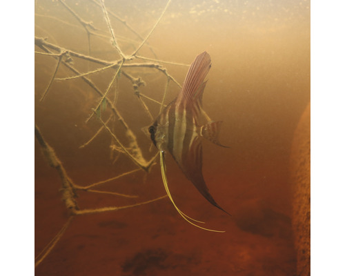 Scalar în acvariu cu plante