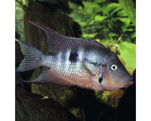 Peștele de apă dulce Geophagus brasiliensis în acvariu