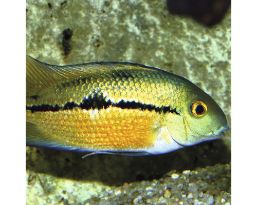 Hrană pești acvariu JBL ProNovo Cichlid Grano M 250 ml Click Prim-plan cu un pește ciclidă pitic într-un acvariu