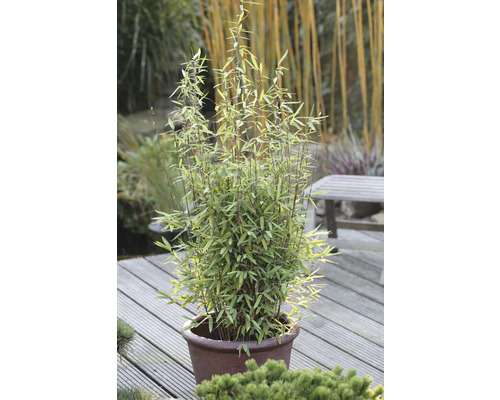 Plantă de bambus într-un ghiveci pe o terasă din lemn