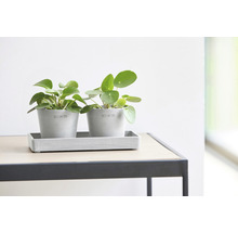Bol dreptunghiular Ecopots plastic 20x10x2,5 cm alb-gri