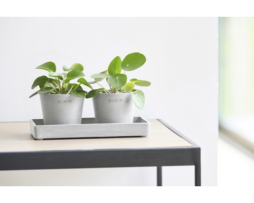 Două plante Pilea peperomioides în ghivece gri cu farfurie pe o masă.