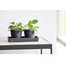 Bol dreptunghiular Ecopots plastic 20x10x2,5 cm gri închis