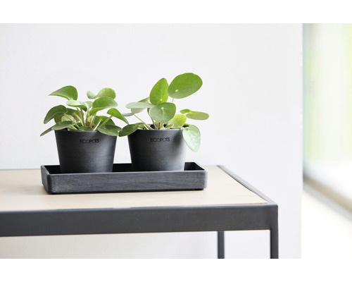Două plante Pilea crescute în ghivece gri de la Ecopots pe o placă dreptunghiulară pe o masă.