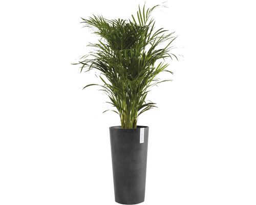 Palmier Areca în ghiveci