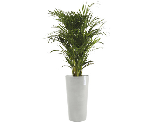 Planta de interior Palmier Areca în ghiveci