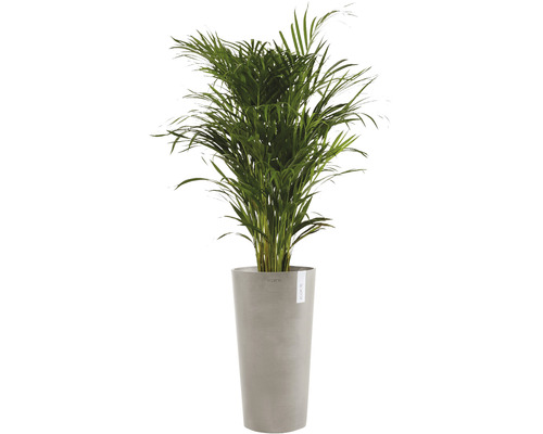 Palmier Areca în ghiveci