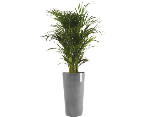 Palmier Areca în ghiveci