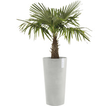 Palmier de cânepă într-un vas de plantare