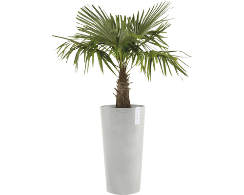 Palmier de cânepă într-un vas de plantare