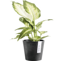 Ghiveci Ecopots Amsterdam Mini plastic Ø 10,5 cm H 9,2 cm gri închis