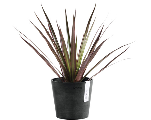 Dracaena în ghiveci