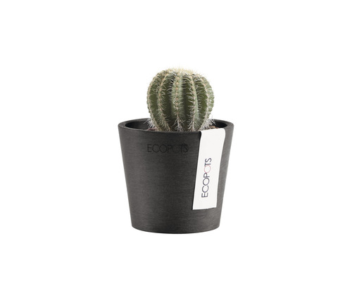 Cactus în ghiveci negru