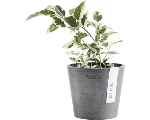 Ficus într-un ghiveci Ecopot
