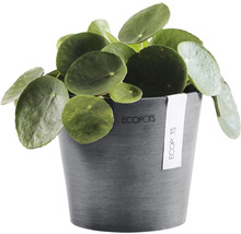 Pilea peperomioides într-un ghiveci Ecopots