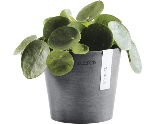 Pilea peperomioides într-un ghiveci Ecopots