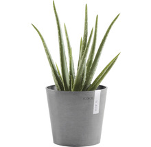 Ghiveci Ecopots Amsterdam Mini plastic Ø 17 cm H 14,9 cm gri