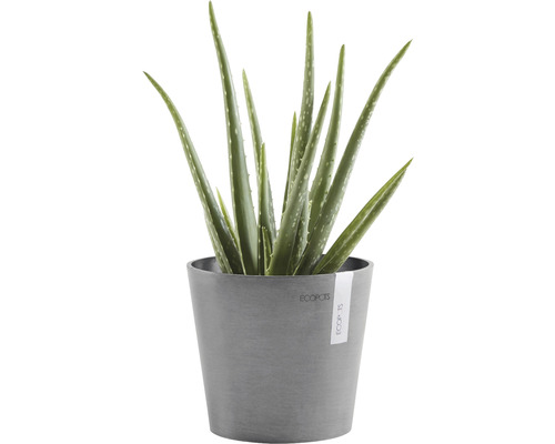 Plantă Aloe Vera în ghiveci