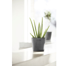 Plantă Aloe Vera în ghiveci pentru interior
