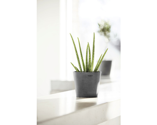 Plantă Aloe Vera în ghiveci pentru interior