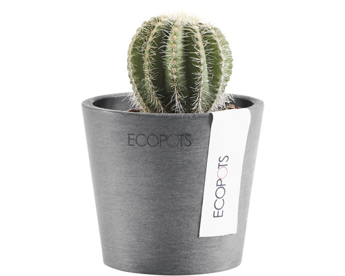 Cactus într-un ghiveci Ecopot