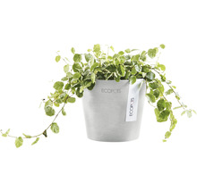 Ghiveci Ecopots Amsterdam Mini plastic Ø 10,5 cm H 9,2 cm alb-gri