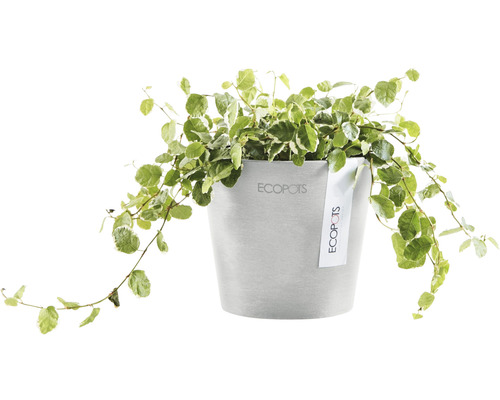 Plantă Ecopots în ghiveci