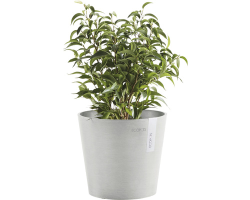 Ficus în ghiveci