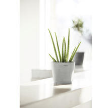 Plantă Aloe Vera într-un ghiveci