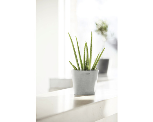 Plantă Aloe Vera într-un ghiveci