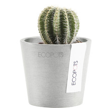 Cactus într-un ghiveci de la Ecopots
