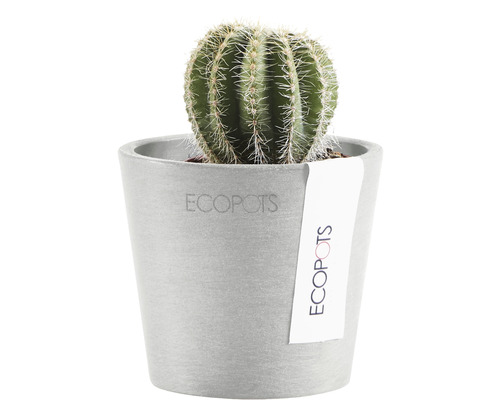 Cactus într-un ghiveci de la Ecopots