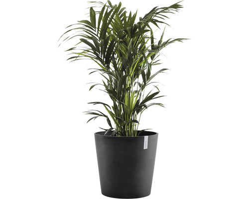 Planta de interior palmier Areca în ghiveci