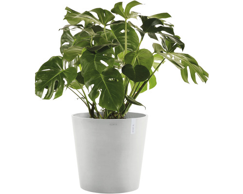 Plantă de apartament Monstera în ghiveci