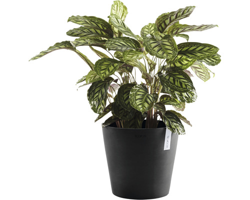 Marantacee în ghiveci negru