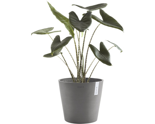 Plantă de interior Alocasia zebrina în ghiveci