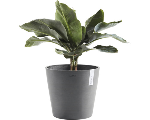 Planta de bananier de interior în ghiveci