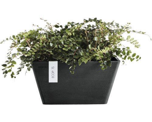 Plantă la ghiveci cu frunze verzi într-un ghiveci negru