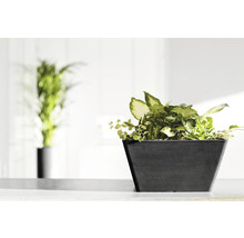 Ghiveci Ecopots Berlin plastic 31x31x15,5 cm gri închis