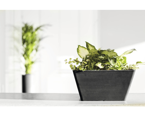 Fotografie de interior a unei plante într-un ghiveci