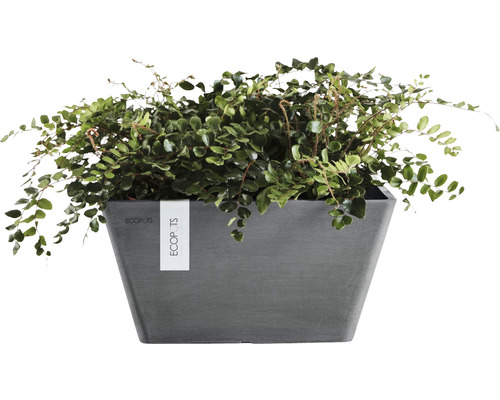 Ghiveci de flori pătrat Ecopots cu plantă