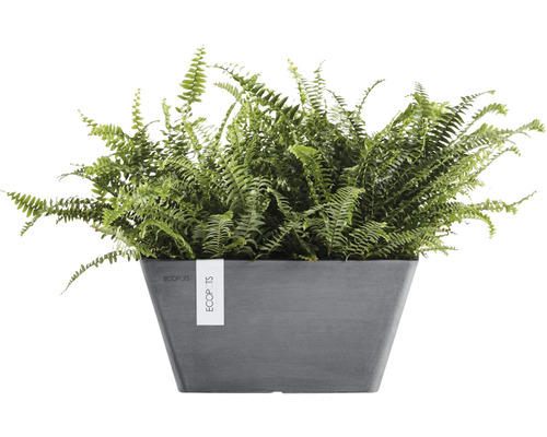 Tufă de Nephrolepis în ghiveci