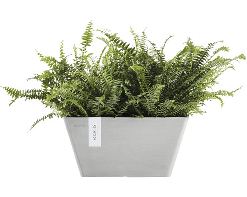Ferigă verde într-un ghiveci de flori dreptunghiular