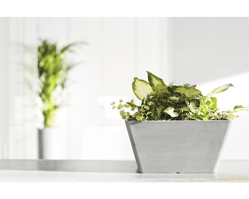 Ghiveci de flori pătrat cu plante verzi pe o suprafață luminoasă