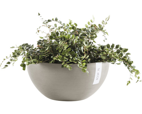 Târâtoare Polygonum într-un ghiveci de flori
